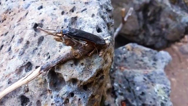 Bug the Tempo feat. FatBoy Slim - Ya Mama (Push The Tempo) смотреть онлайн