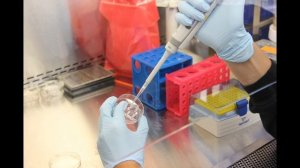 Якорцы стелющиеся и их влияние на женскую репродуктивную систему