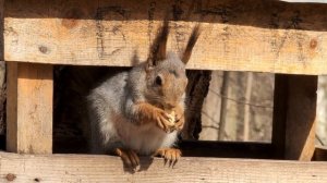 Белка хомячит арахис - не давайте белкам арахис!