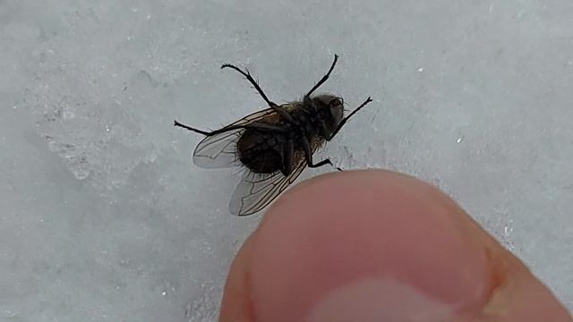 3 января 2021 г. +3 вечером кусали комары с утра проснулись мухи смотреть онлайн