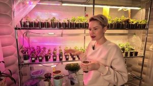 ВЕРНУЛАСЬ ИЗ МОСКВЫ И СРАЗУ К РАССАДНОМУ СТЕЛЛАЖУ.