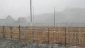 Прививка к сорокалетней яблоне месяц спустя