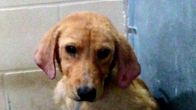 Два щенка прижались друг к другу перед усыплением! История до слез! смотреть онлайн