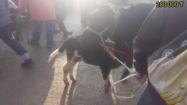 ҚАРАБҰЛАҚ МАЛ БАЗАРЫ ТҮРКІСТАН ОБЛЫСЫ 02.03.22Ж. смотреть онлайн