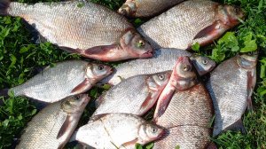 ВЕСЕННЯЯ РЫБАЛКА НА ДОНКИ ЛОВЛЯ ЛЕЩА.