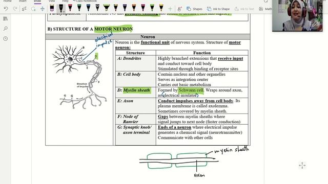 Coordination Part 1: Nervous System смотреть онлайн