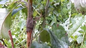 прививка удалась после нескольких раз попыток