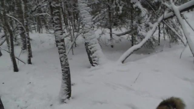 охота - белка