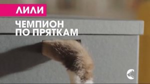Реклама Перфект Фит 2019 Молодость питомца на долгие годы