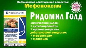 КАК БЫСТРО ИЗБАВИТЬ САД ОТ ЛОЖНОЙ МУЧНИСТОЙ РОСЫ. БОЛЕЗНИ РОЗ. ЛОЖНАЯ МУЧНИСТАЯ РОСА (ПЕРОНОСПОРОЗ)