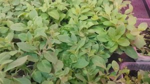 Чем подкормить рассаду петунии для лучшего роста и развития 🌺🌺🌺