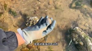 剛到海邊發現大片大片小紅貝,海星多的到處都是,幸運爆棚! 【牛牛趕海海鮮】