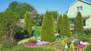 Моя красота цветет!🌸Ленинградская область.Чеснок после подкормки, результат на лицо.