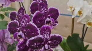 Покупка для дома! Перцы растут как дрожжах.Дача, весна. 🏡 Фонарь на стене.