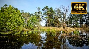 🌿 SPRING IN THE FOREST 🌿 Relaxing Sounds