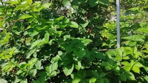 Ежевика Полар, Астерина и о Санрайзе, ХолсБьют Великий Новгород 28.07.24