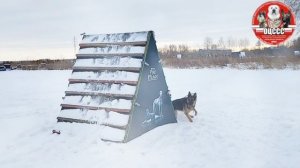 Дрессировка собак в Омске - ОЦССС 16.11.24 (3)