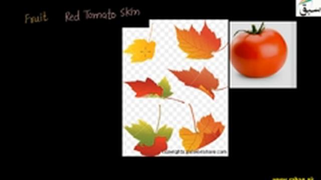 Role of Photosynthetic Pigments, Carotenoids, Biology Lecture | Sabaq.pk смотреть онлайн