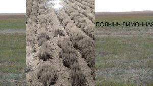 ✅Полынь лимонная | Часть 2✅