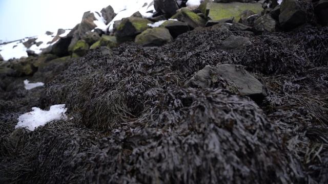 Косметика и мурманские водоросли от ЭкоСевер.