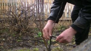 Прививка купленной яблони к другой в этом году