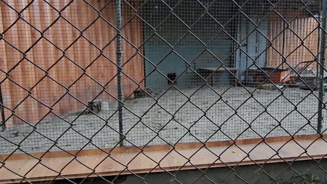 Аня ищет Жихарку у лисы в домике смотреть онлайн