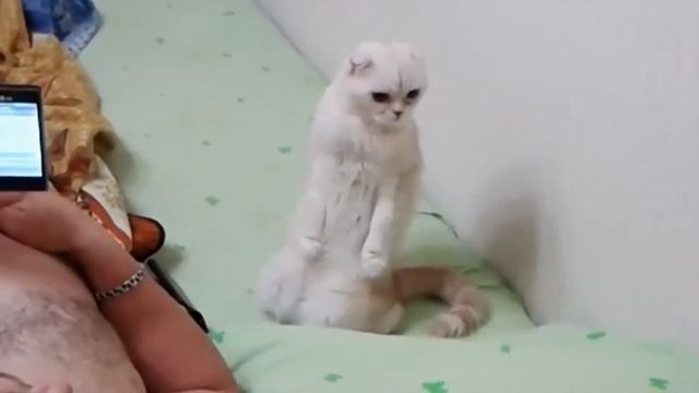 Кот-патриот:) смотреть онлайн