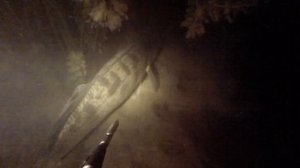 Подводная охота - осенний судак