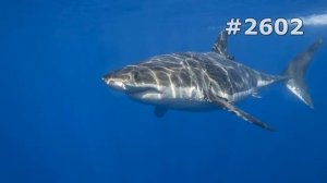 #2602. Акулы (В мире животных)