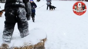 Дрессировка собак в Омске - ОЦССС 16.11.24