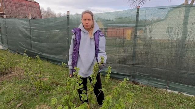 Уход за смородиной весной. Обработка смородины от болезней и вредителей. Обрезка и подкормки.