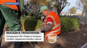 На клумбах Севастополя высаживаю композиции тюльпанов (Дежурный по городу. 17 ноября 2024)