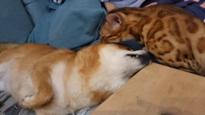 Кошка и собака