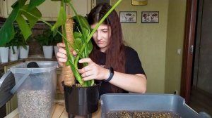 Пересаживаем монстеру в лечузу на автополив. Недовольство и смирение 😅