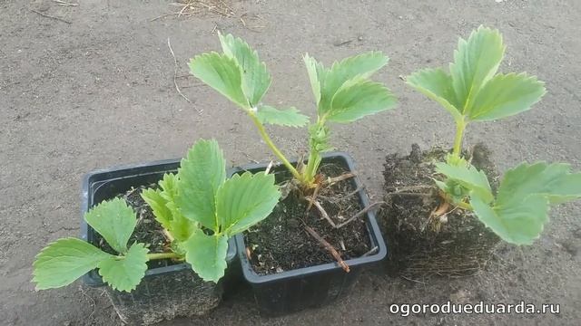 Как правильно выбрать рассаду клубники смотреть онлайн