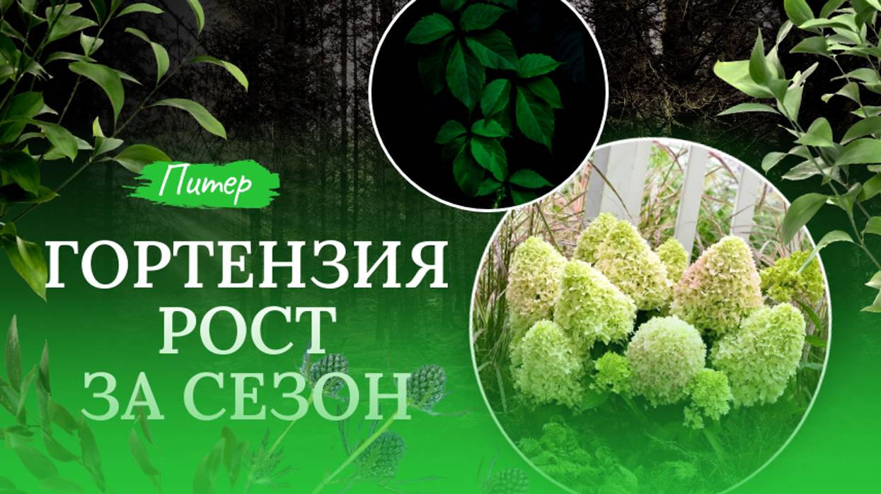 Черенки гортензии рост за сезон 🌿🌺💞