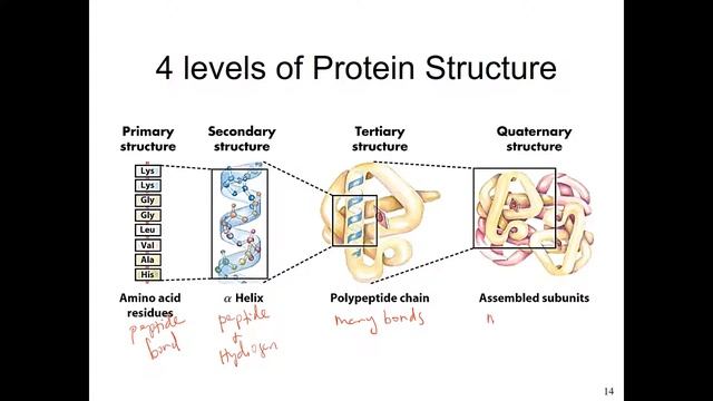Biomolecules - Proteins & Nucleic Acids -  Part 1
