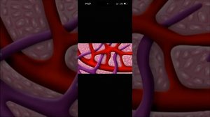 Что такое лимфа?