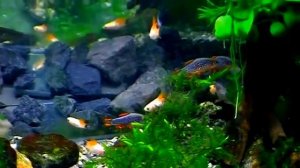 #Aquarium. Данио маргариты и другие.