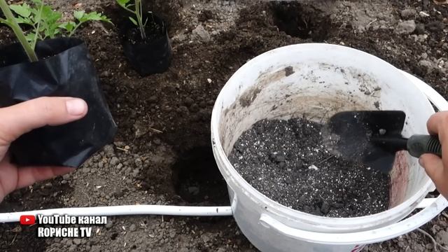 Для томатів краще цього добрива не існує! Внесіть його при посадці розсади