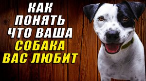 Как понять, что ваша собака вас любит