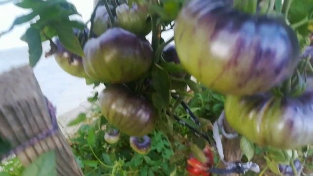 Томат - Синяя Бетти .Коллекционный сорт с антоцианом.