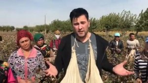Сардор Рахимхон пахта даласида.
