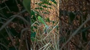 Схватка огромного паука с богомолом.