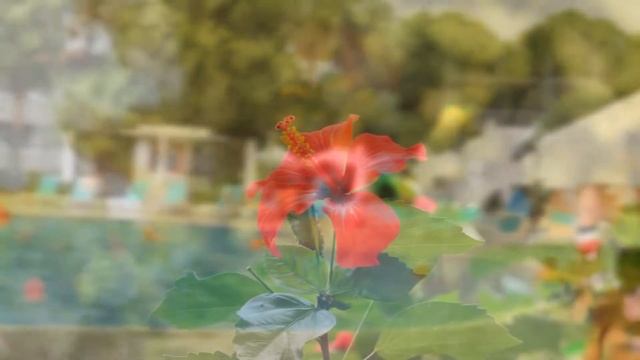 Master Family Club Side 5* TURKEY #MasterFamilyClub #Turkey #sideturkey #side смотреть онлайн