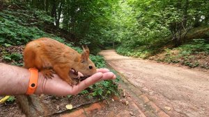 Белка говорит🎤🐿️The squirrel says