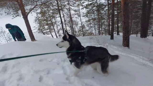 Лесная прогулка ! Булка на прогулке!!! смотреть онлайн