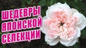 ШЕДЕВРЫ ЯПОНСКОЙ СЕЛЕКЦИИ. ЯПОНСКИЕ СОРТА РОЗ. ЯПОНСКИЕ РОЗЫ. РОЗЫ В САДУ. ОБЗОР СОРТОВ РОЗ