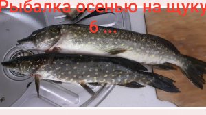 Рыбалка осенью на щуку 6 ...