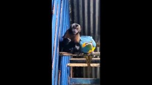 Эти забавные животные. 1 выпуск . (Приколы с животными).